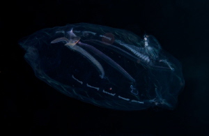 New life 
( it suppose to be cuttle fish egg ) by Lucie Drlikova 
